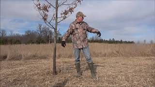 Creating Structure within Native Grasses [upl. by Linsk]