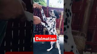 dalmatian dalmatian dog dalmation dalmatiandog shortsfeed shortsviral dogvideos [upl. by Akkimat1]