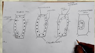 how to draw plasmolysed cell turgid [upl. by Bachman]