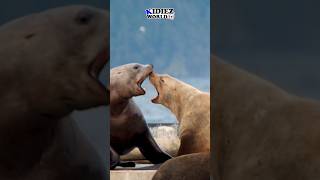 1 Minute Sloppy Walrus Shorts Singing Walrus or Fighting Walrus [upl. by Fayth]