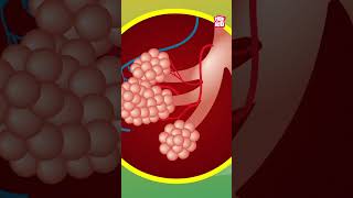 What Is PNEUMONIA  World Pneumonia Day Special shorts worldpneumoniaday diseases [upl. by Ythomit]