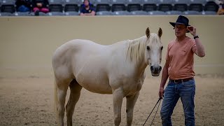 Honza Bláha  Liberty festival Kentucky  part 2A  first time without halter and starting flexion [upl. by Alyt]