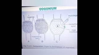 OedogoniumDevelopment of OOGONIUMGreen Algae BSc Botany Lectures [upl. by Alleuol]