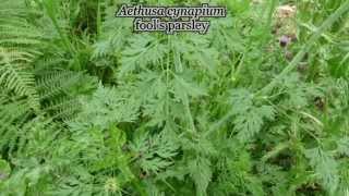 Aethusa cynapium  fools parsley  poison [upl. by Metah]