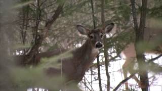 When and Why Deer Shed Their Antlers [upl. by Annawyt808]