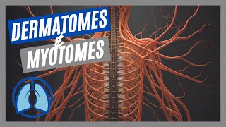 Dermatomes amp Myotomes Made Easy [upl. by Rist]