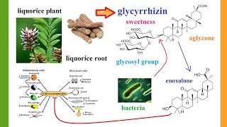 glycyrrhizinate [upl. by Ybeloc496]