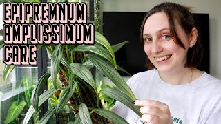 how to keep EPIPREMNUM AMPLISSIMUM healthy 🪴 Care Tips amp Tricks [upl. by Cuyler]