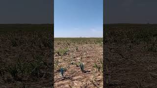 Amarillo Texas  Cadillac Ranch 1 [upl. by Itak]