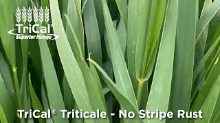 Triticale Comes Out On Top Wheat vs Triticale Disease Resistance [upl. by Nailuj632]