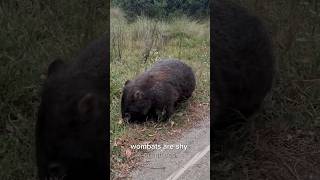 Wombats shyness wombat animals wildlife [upl. by Arman891]