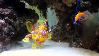 Rare Frogfish Gobbles Them Up [upl. by Oiracam]