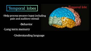 lobes of brain with functions neuroanatomy [upl. by Assital]