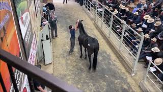 draft horse expo in mt hope [upl. by Primavera]