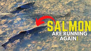 Toronto SALMON RUN at Betty Sutherland Trail [upl. by Anyat]