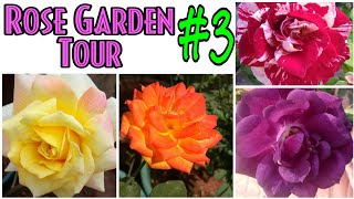 5  My Rose garden tour  Episode 3 Hybrid tea roses  Indian Hibiscus  Rose Era [upl. by Maiga]