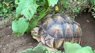 Stump Sulcata Tortoise 2yrs 3mo burrow wrestlemania 2 [upl. by Pugh]