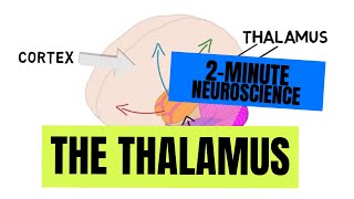 2Minute Neuroscience The Thalamus [upl. by Ahsaten]