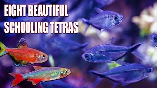 8 Stunning Tetras That Create the Perfect Schooling Display [upl. by Eitteb]