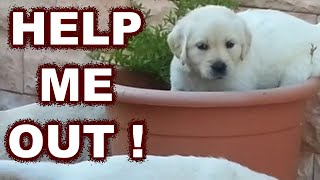 Lab puppy got stuck and look how he reacted [upl. by Hagar903]