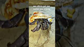 ଜୟ ଜଗନ୍ନାଥ🙏😱subscribe shorts jayjagannath viralvideo viralshort viralreels [upl. by Ahsitram]