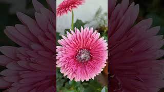 Gerbera flower  gardening villagegarden colourfullflowers gerberaflower 🌸🌸💖💖💖💖 [upl. by Brigette13]