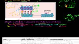 82P TCellMediated Cytotoxicity TCellMediated Type IV Hypersensitivity [upl. by Dori698]