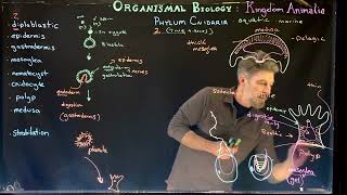 Phylum Cnidaria Introduction and Body Plan [upl. by Simpson]