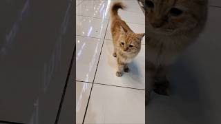 sounds that attracts cats cat cats catlover catvideos [upl. by Jenda]