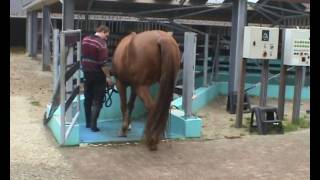 hoefbevangen paard in revalidatie bij Health 4 Horses wmv [upl. by Inttirb]