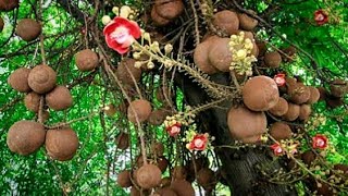 ABRICÓ DE MACACO É COMESTÍVEL CONHEÇA UM POUCO DESSA FRUTA AMAZÔNICA  COUROUPITA GUIANENSIS  CUIA [upl. by Arnaldo]