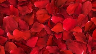 Red Rose Petals Fill Screen Overlay [upl. by Ateekan]