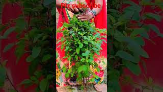 Laher laher lahraye re mere aagan ki tulsi song bhaktigeet bhajan plz subscribe kre [upl. by Riebling]