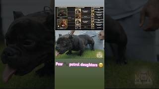 Micro bullies off a direct punch son dog explorepage puppy shortsfeed shortvideo shorts [upl. by Llertnek988]