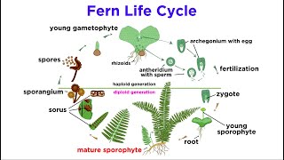 Ferns The Emergence of Roots and Stems [upl. by Tterraj909]