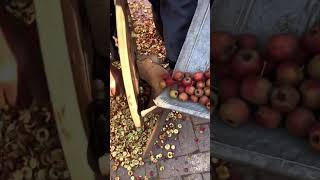 The process of cutting hawthorn slices [upl. by Dihahs]