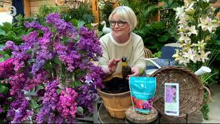 Barbara King 2Piece Reblooming Lilac Josee Live Plants on QVC [upl. by Llered]