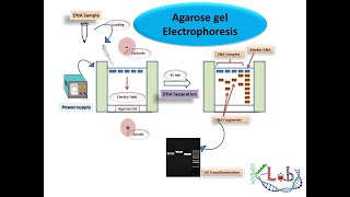 Agarose Gel Electrophoresis HD Principle Methodology amp Protocol [upl. by Galang104]