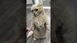 😺😺😺 funny funnypetschannel cat shortvideo yourcat petschannel yourpet [upl. by Egnalos]