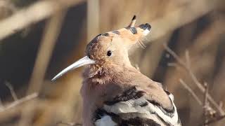 Ebro Delta Birding Paradise  Best bird watching  Guides selection [upl. by Ehctav]