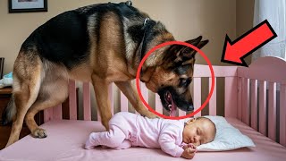 The Dog Growled at the Child Every Night When the Father Found Out Why He Was Horrified 🐕👶😱 [upl. by Eisdnyl]