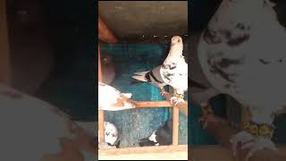 Kabotar Chat Waly Hamza Kabotar vlogKing kabotar Fancy kabotar pigeon [upl. by Carley]