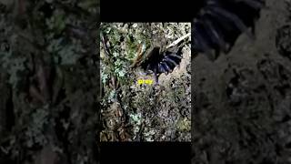 TRAPDOOR Spiders Are Hiding in Your Yard [upl. by Aneala507]