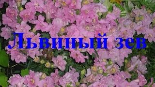 Львинный зев Осеннее черенкование Уход как Сохранить зимой Antirrhinum Разведение рост Антирринум [upl. by Ecinej]