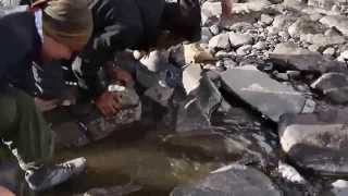 Kashmir Great Lakes Trek  Vishansar Trout Fishing by Hand [upl. by Leilamag]