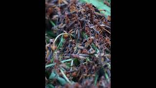 honey bee harvesting honey bee harvesting video honey bee harvesting at home [upl. by Ennairak432]