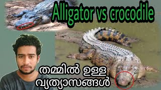 Difference between an Alligator amp a Crocodile  മലയാളം [upl. by Beryle245]