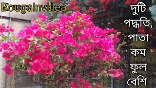 2 TRICKS to leafless amp Increase Flowering of Bougainvillea [upl. by Cyprus]