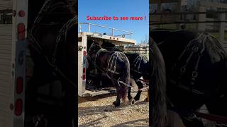 Load em up the easy way  drafthorses percheron carriagedriving [upl. by Olimac]