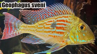 Geophagus Sveni  Care Guide amp Species Profile [upl. by Radman887]